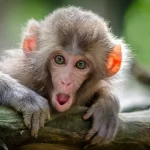 On the Global Monkey Trade, Chinese Biolabs, Anthony Fauci, and Karma