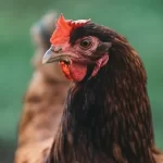 COVID Propaganda: Your Definitive Guide to Bird Flu Terror