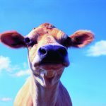New Zealand to tax farm animals’ flatulence…
